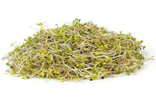 Brokkolisprossen (Brassica oleracea var. Italica)